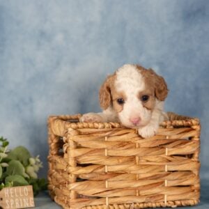 mini bernedoodle puppies near me for sale