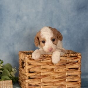 mini bernedoodle puppies for sale