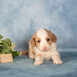 mini bernedoodle puppies for sale near me
