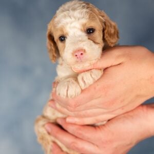 mini bernedoodle puppies pa