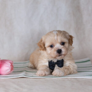 Shichon puppy for sale paw tale puppies