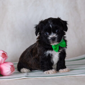 Shichon teddy bear puppy for sale
