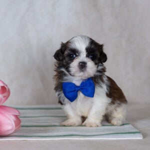 Shichon teddy bear puppy for sale pa