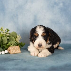 bernedoodle mini