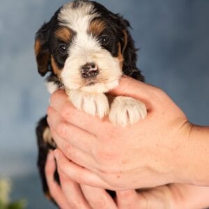 bernedoodle mini for sale