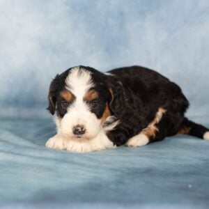 bernedoodle mini for sale near me