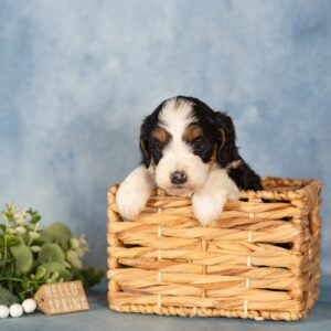 bernedoodle mini size