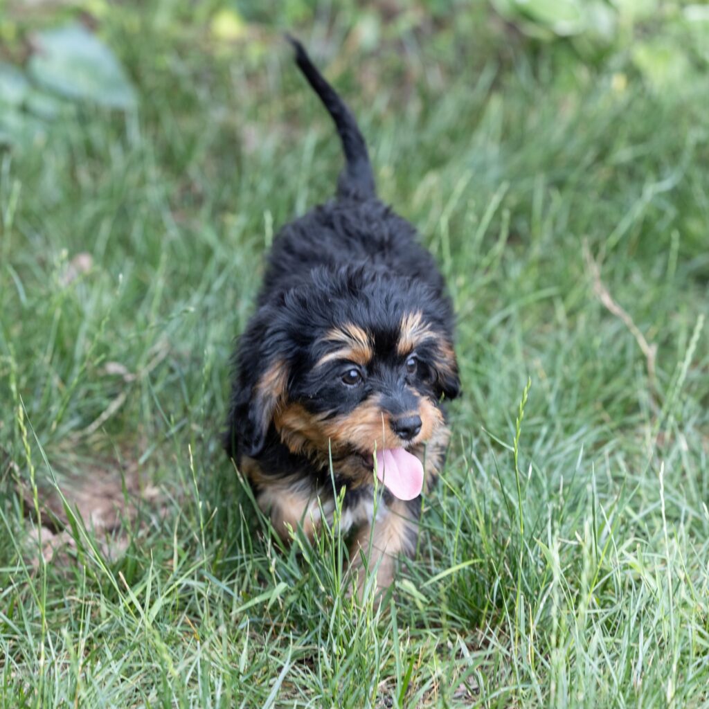 bernedoodle munchkin