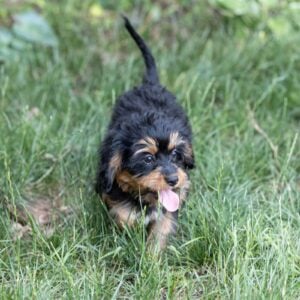 bernedoodle munchkin