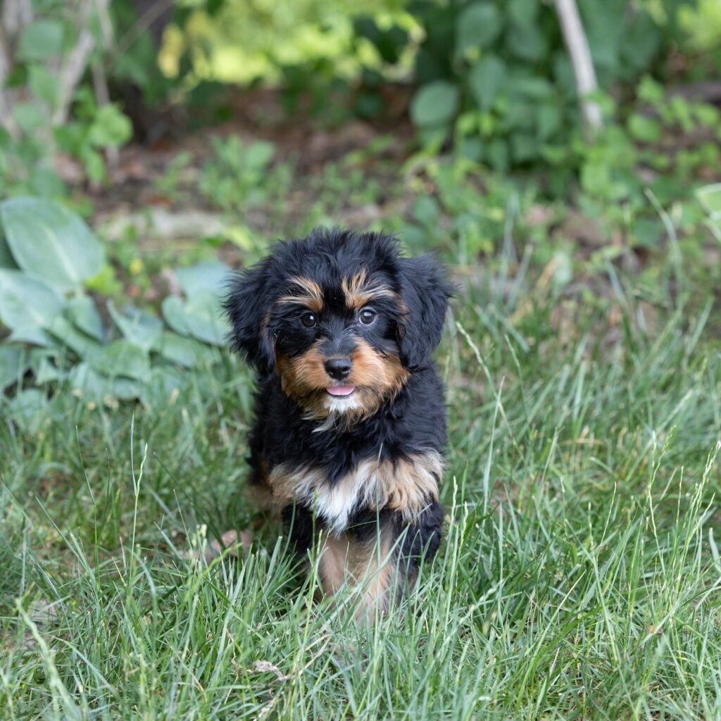 bernedoodle munchkin for sale
