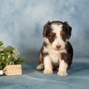 blue merle mini bernedoodle