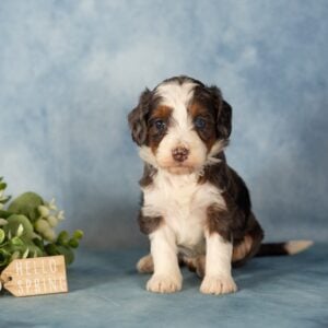 blue merle mini bernedoodle breeder