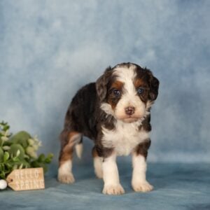 blue merle mini bernedoodle for sale