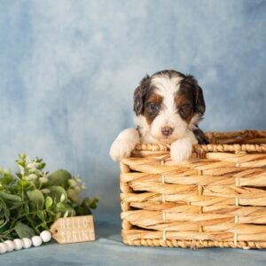 blue merle mini bernedoodle near me