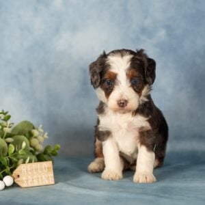 blue merle mini bernedoodles