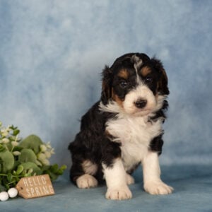 mini berndoodle for sale