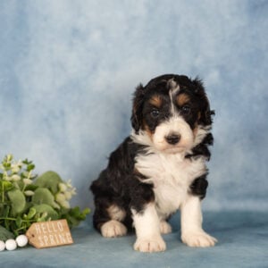 mini berndoodle for sale near me