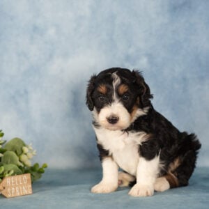 mini berndoodle puppies