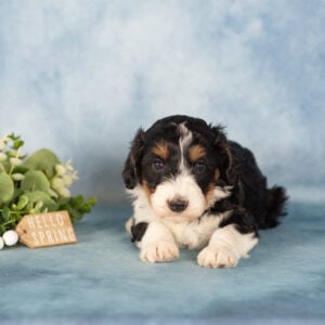 mini berndoodle puppy