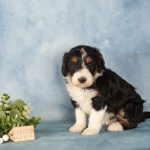 mini berndoodles