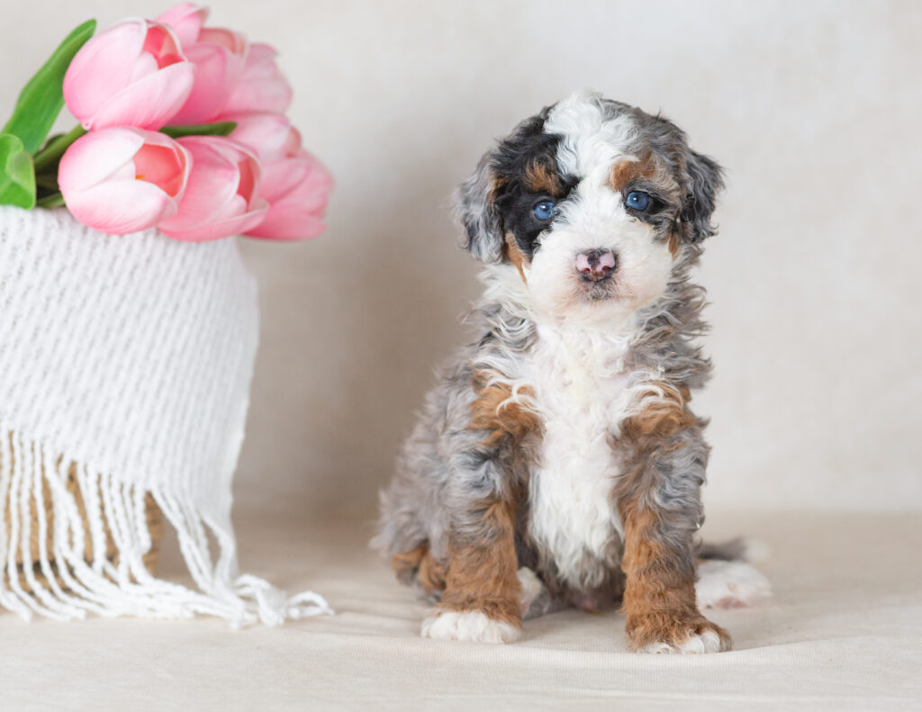 mini bernedoodle merle puppy