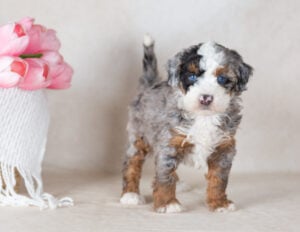 mini bernedoodle merle puppy for sale