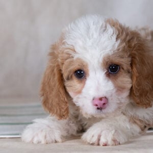 mini bernedoodle puppies