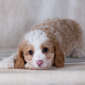 mini bernedoodle puppies breeder