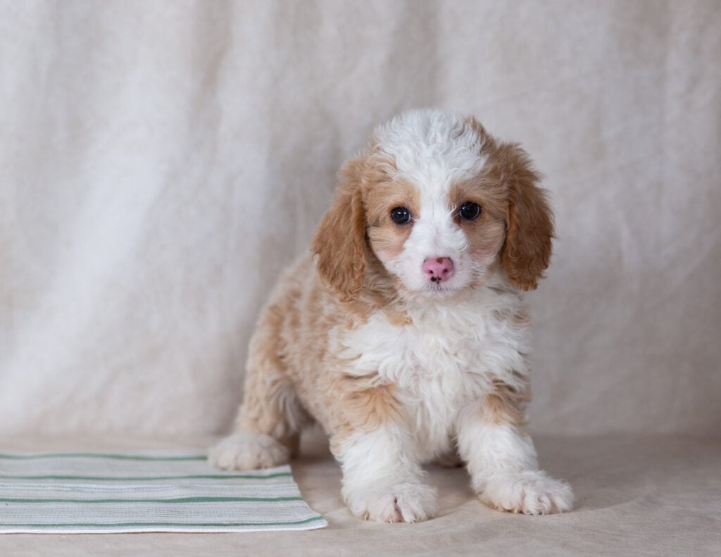 mini bernedoodle puppies for sale