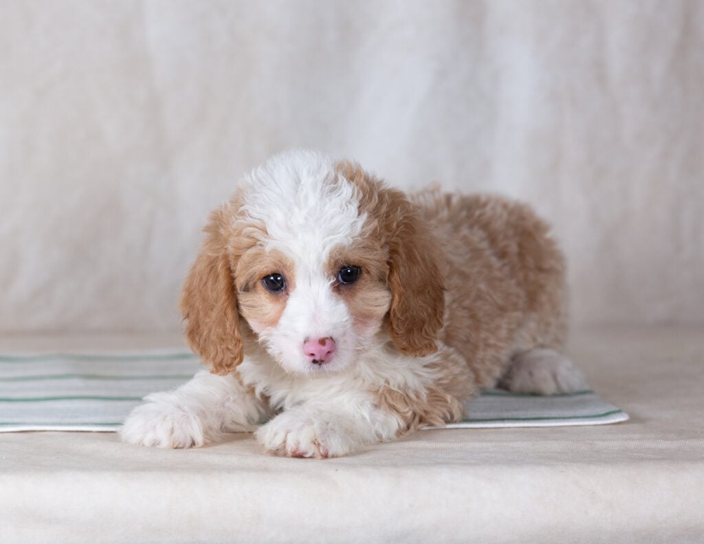 mini bernedoodle puppies for sale pa