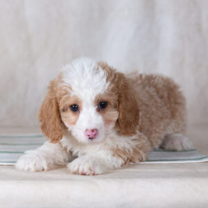 mini bernedoodle puppies for sale pa