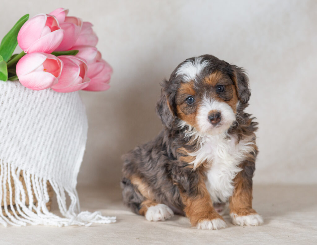 mini merle bernedoodle puppies for sale