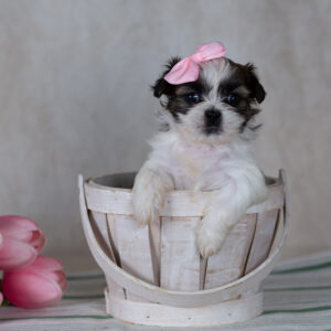 mini teddy bear puppies for sale pa