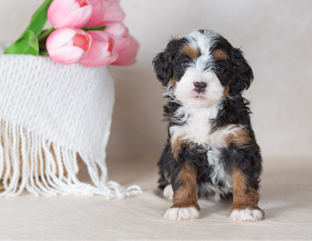 miniature bernedoodle puppies breeder