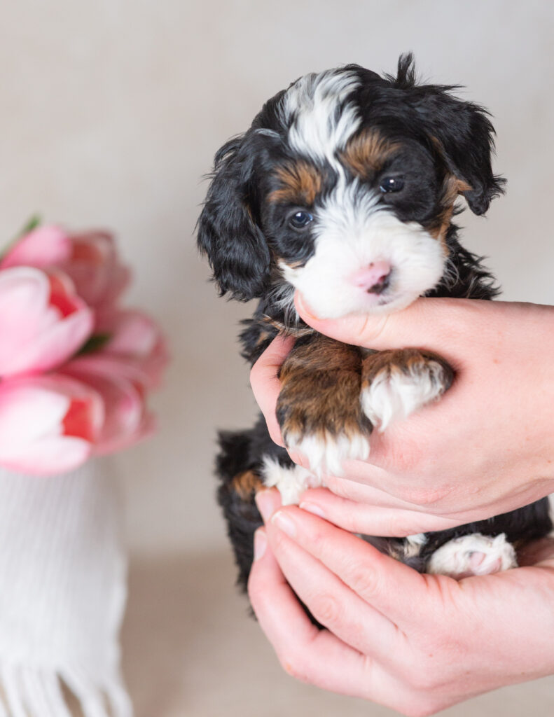 miniature bernedoodles