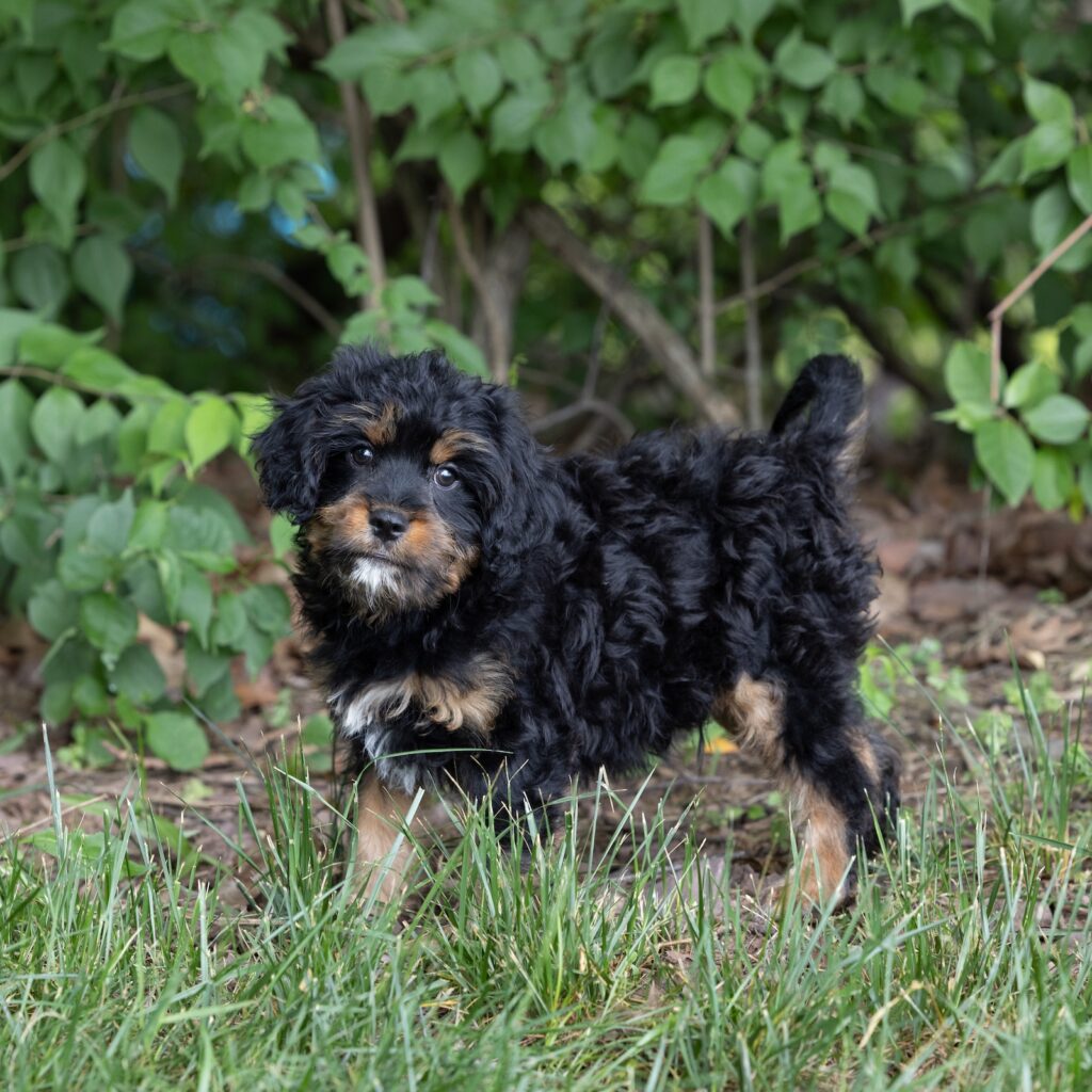 munchkin bernedoodle puppy breeders