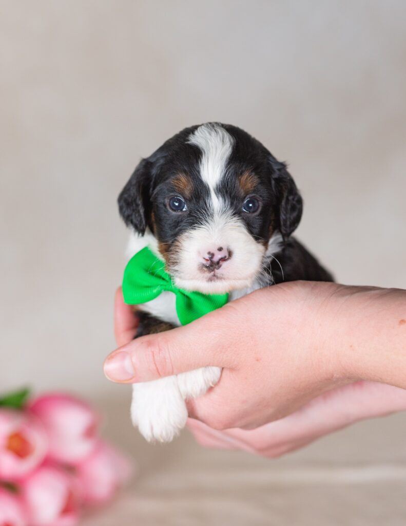 munchkin bernedoodle breeders