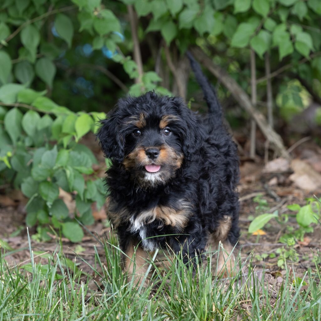 munchkin bernedoodle breeders near me