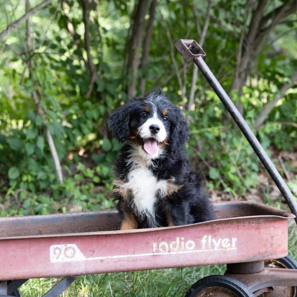 munchkin bernedoodle for sale