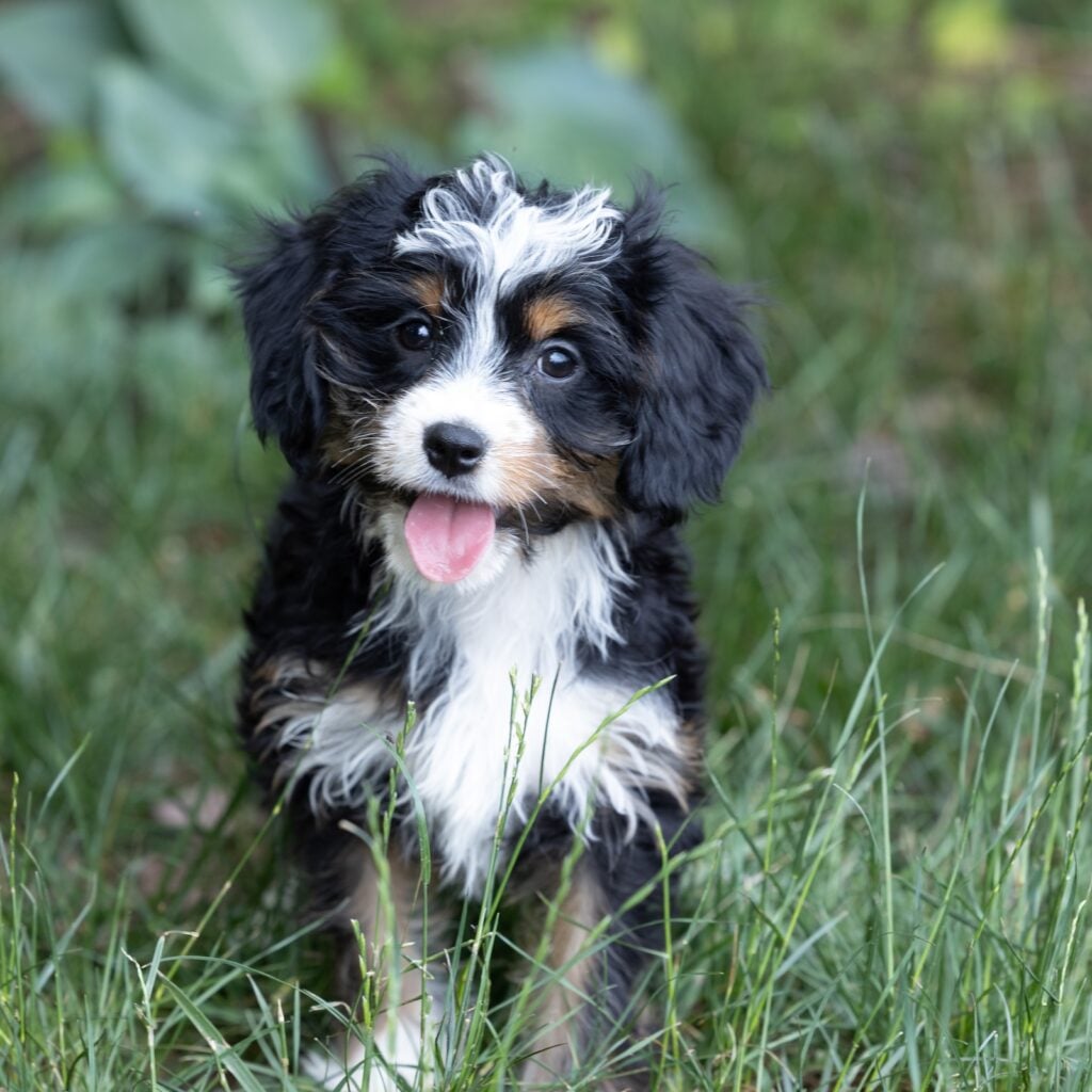 munchkin bernedoodle puppies for sale