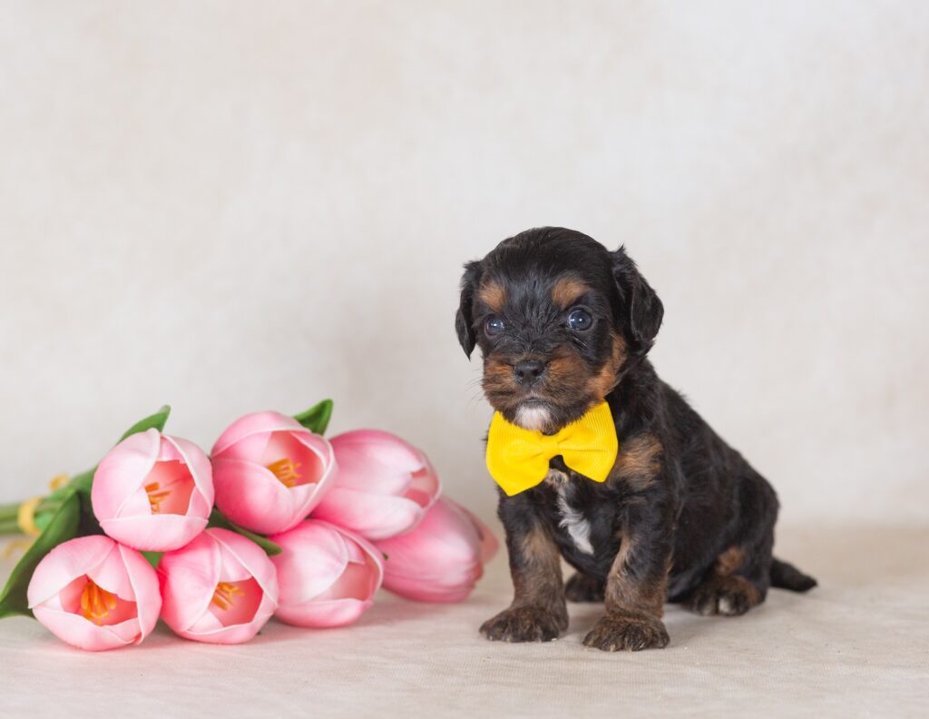 munchkin bernedoodles