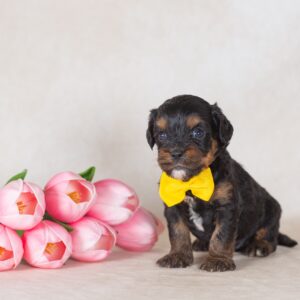 munchkin bernedoodles