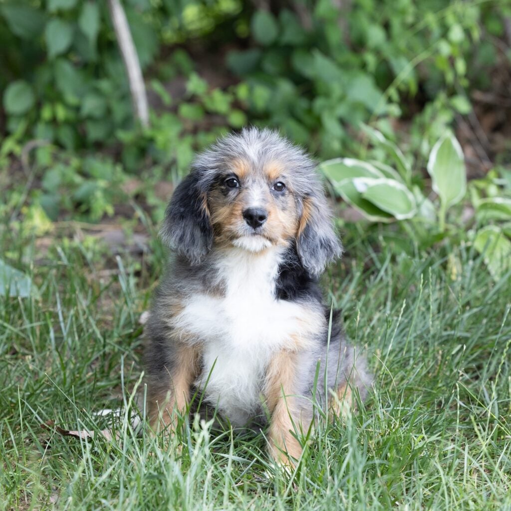 munchkin bernedoodles