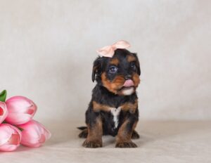 munchkin bernedoodles breeder