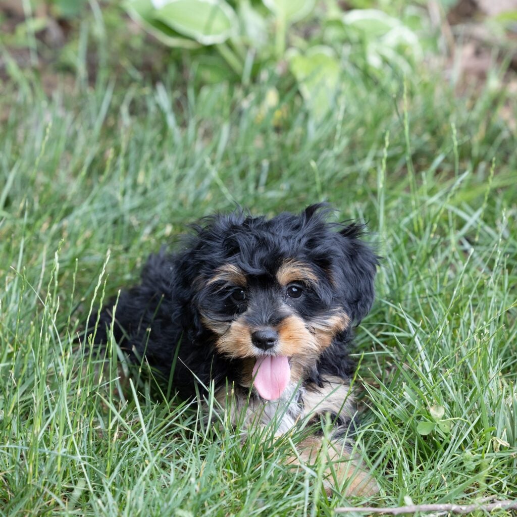 munchkin bernedoodles for sale pa