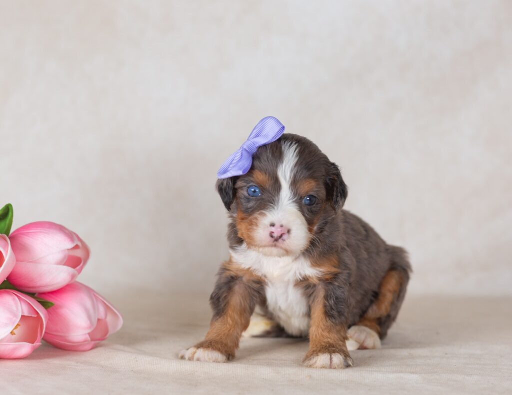 munchkin bernedoodles for sale pa