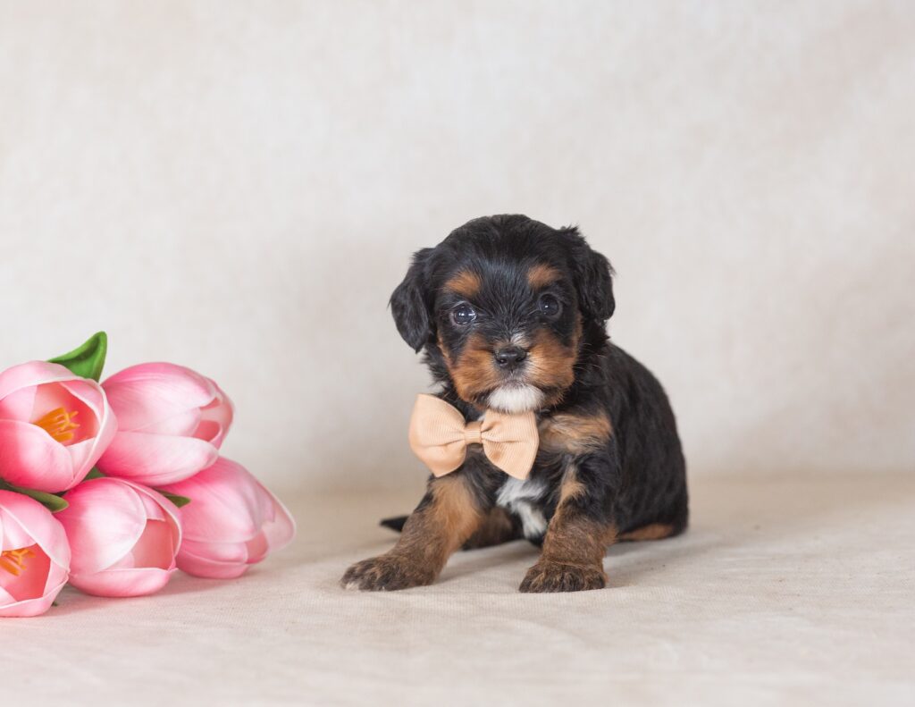 munchkin mini bernedoodles