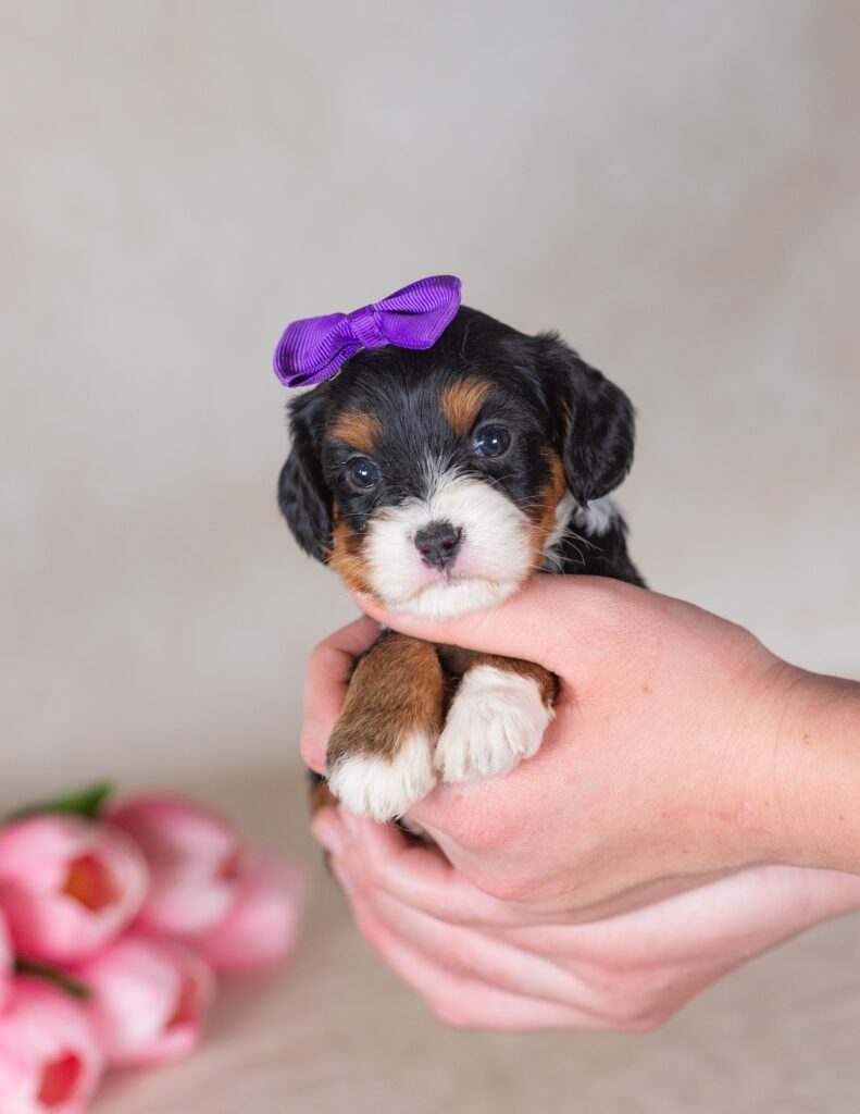 munchkin mini bernedoodles for sale