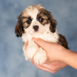 teddy bear dog puppies