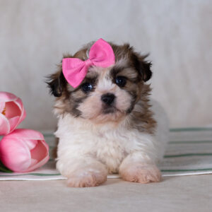 teddy bear puppy for sale